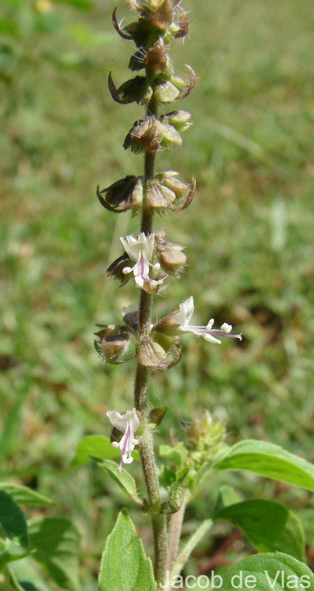 Ocimum americanum L.